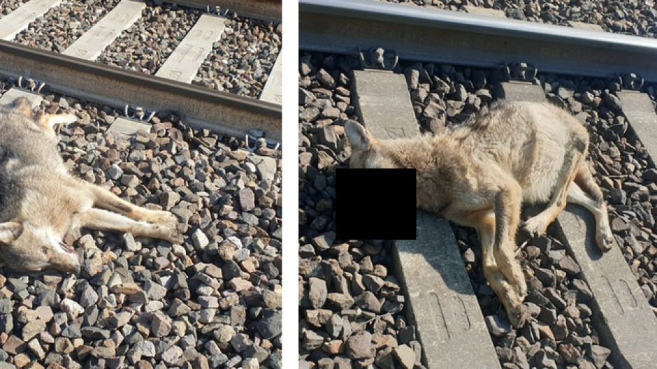 Due lupi investiti da un treno a Varzo